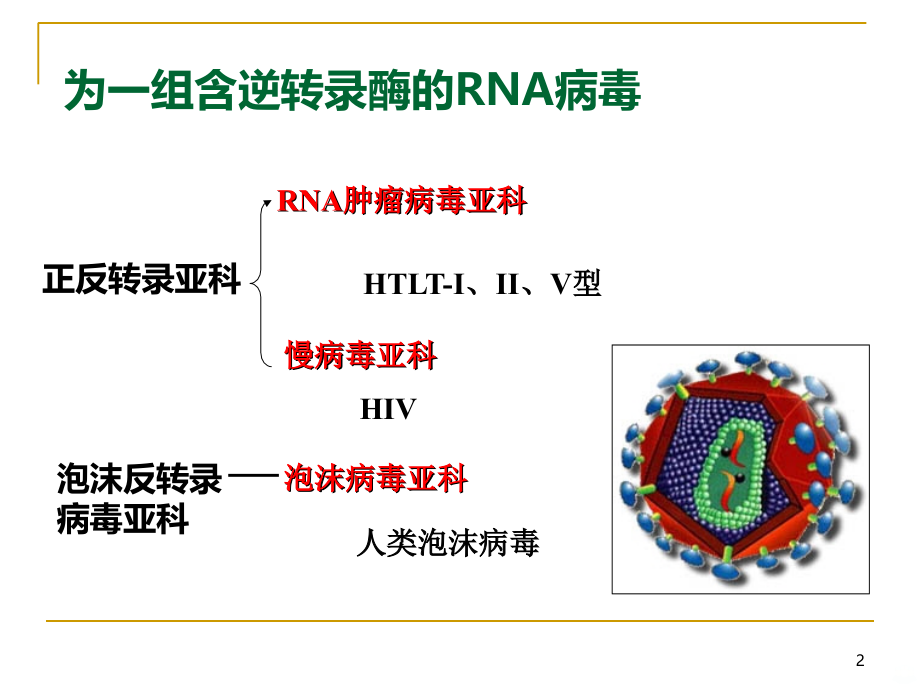 HIV与狂犬病毒PPT课件.ppt_第2页