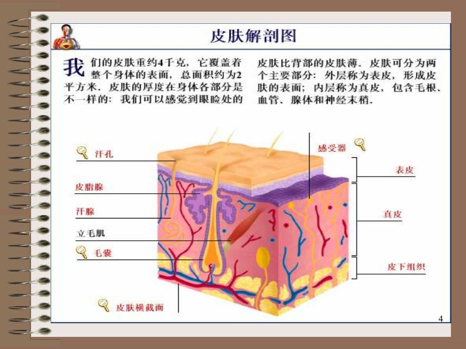 雅姿基础美容课程PPT课件.ppt_第4页