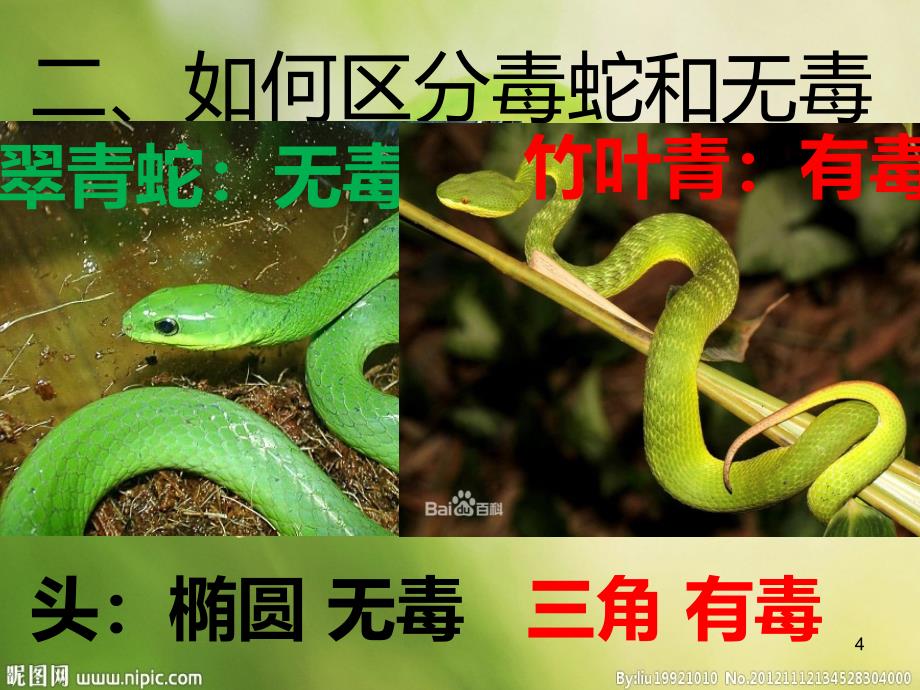 蛇的介绍PPT课件.ppt_第4页