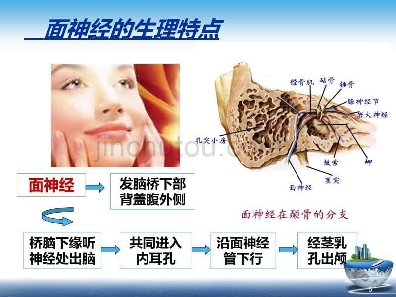 针灸治疗面瘫PPT课件.ppt_第5页