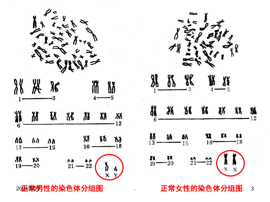 上课第三节伴性遗传PPT课件.ppt_第3页