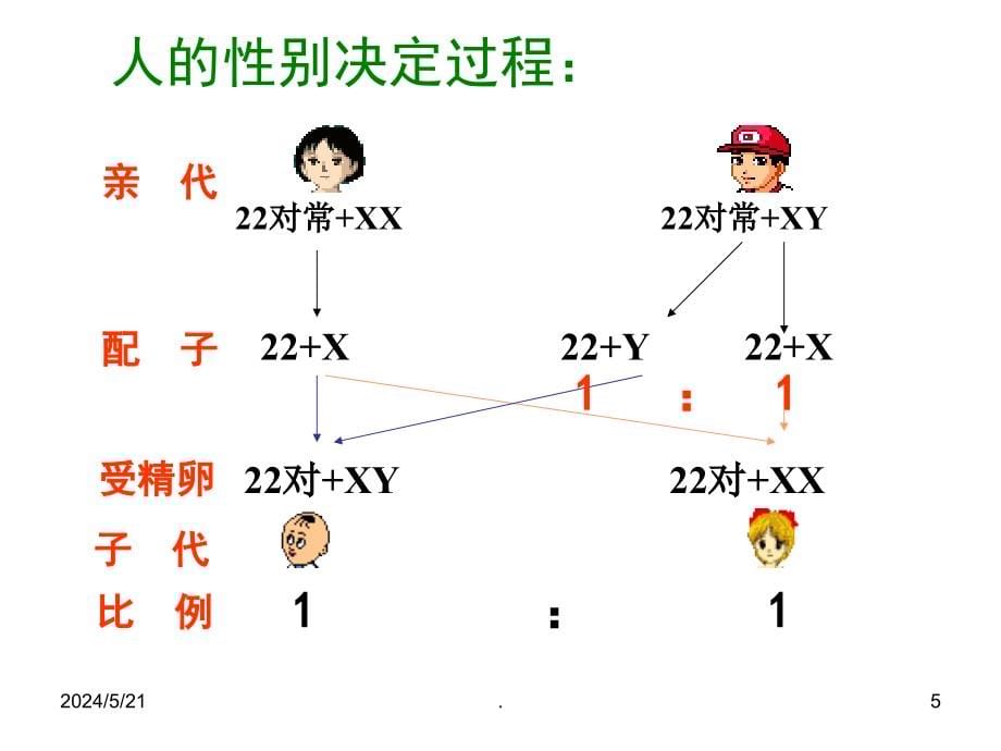 上课第三节伴性遗传PPT课件.ppt_第5页