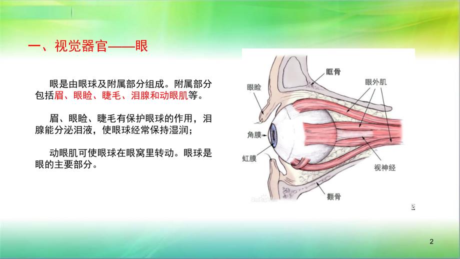 学前儿童卫生学第八节感觉器官眼ppt课件.pptx_第2页