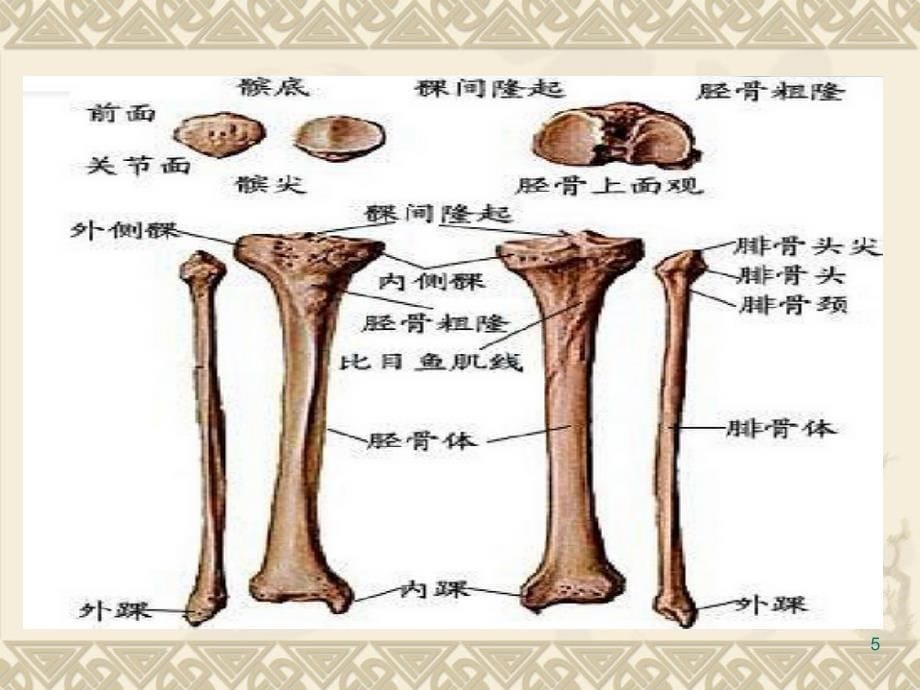 胫骨手术配合PPT课件.ppt_第5页