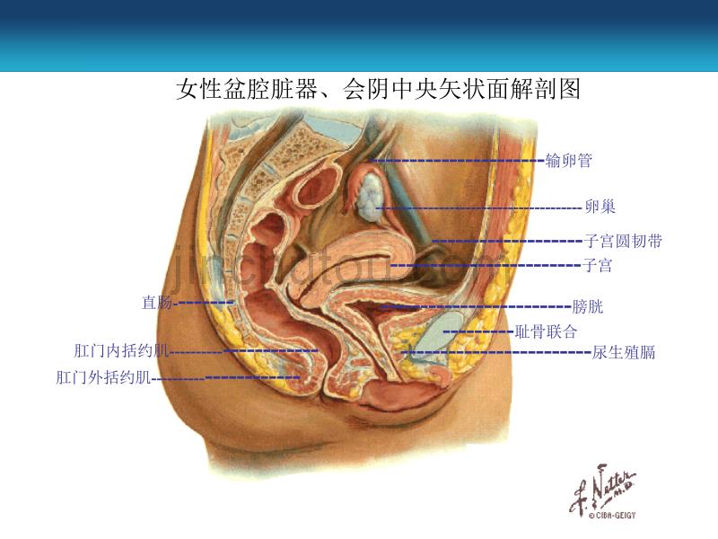 了解盆底肌PPT课件.ppt_第4页