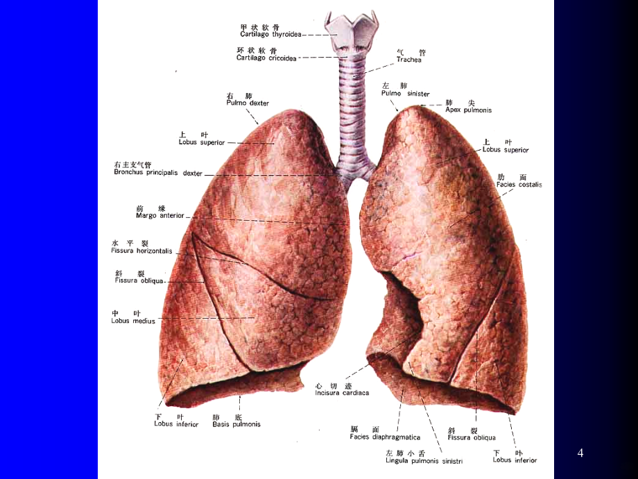 肺部解剖及肺循环相关病变PPT课件.ppt_第4页