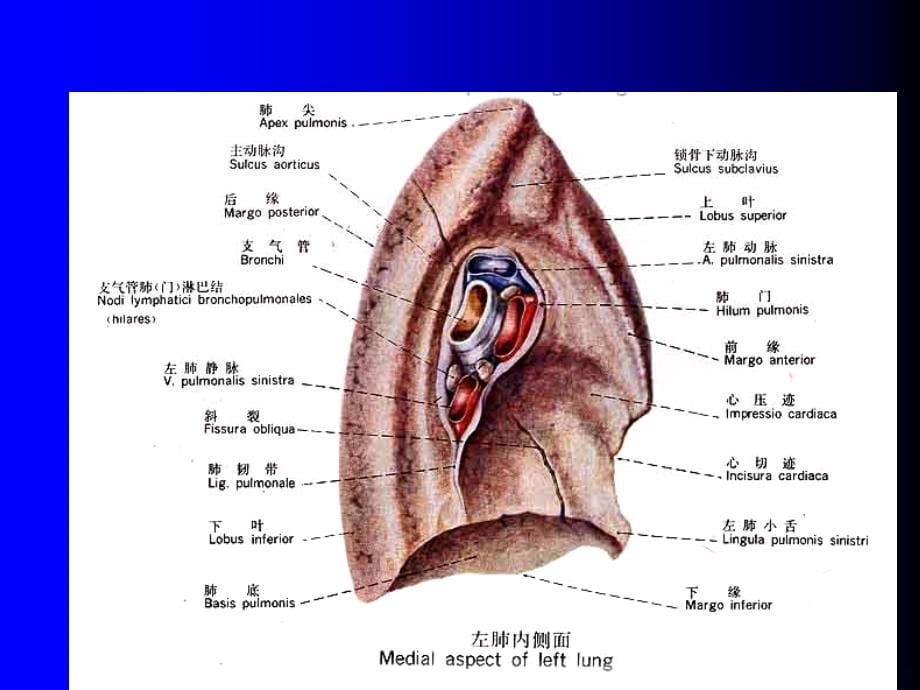 肺部解剖及肺循环相关病变PPT课件.ppt_第5页