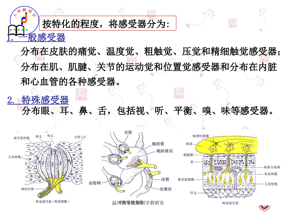 第五章 感觉器_第3页