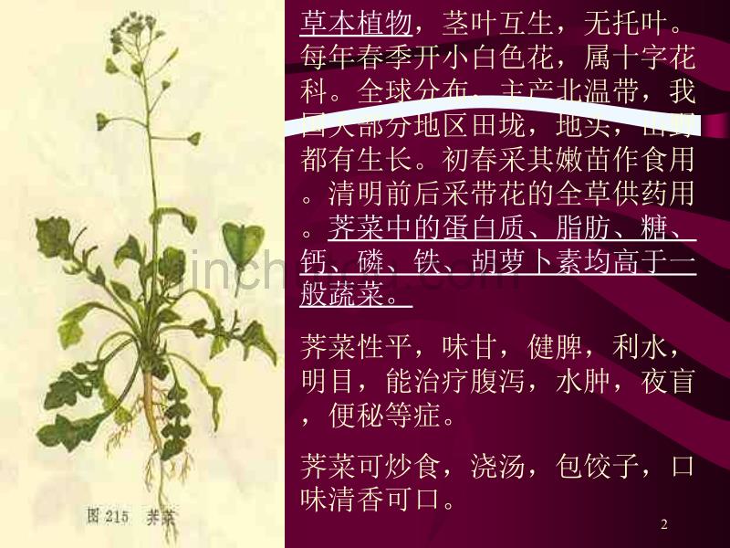 北师大版九上《挖荠菜》ppt课件1_第2页