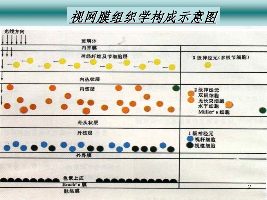 第十二节-视网膜疾病PPT课件.ppt_第2页