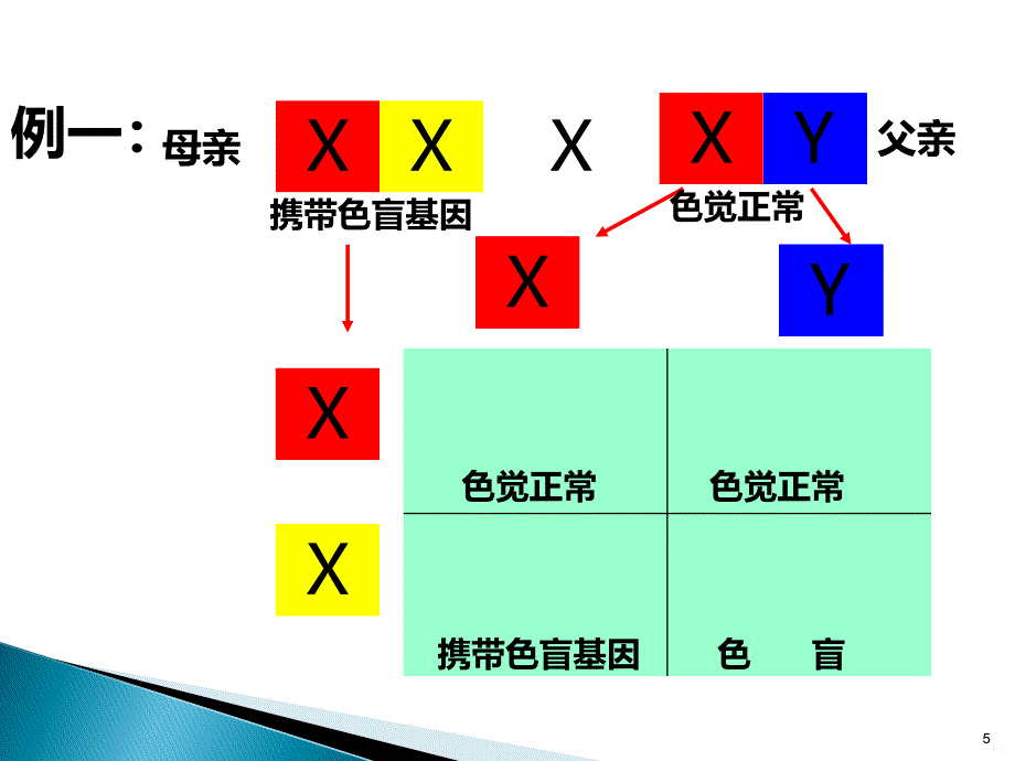 分析色盲病的遗传方式PPT课件.ppt_第5页