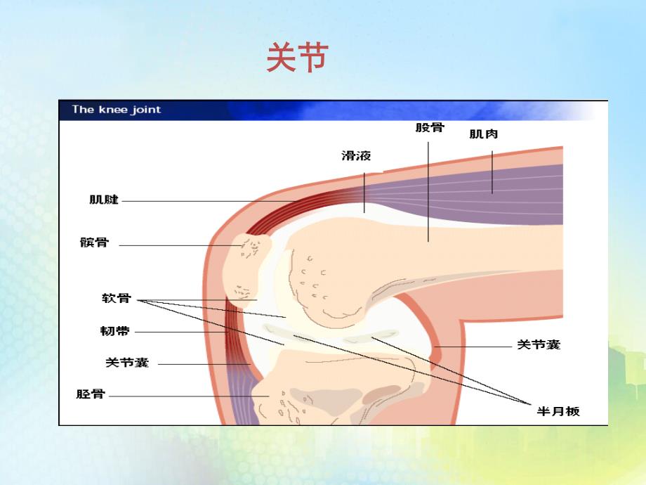 骨关节炎疾病PPT课件.ppt_第3页