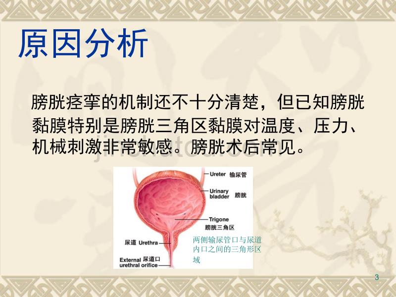 膀胱痉挛PPT课件.ppt_第3页