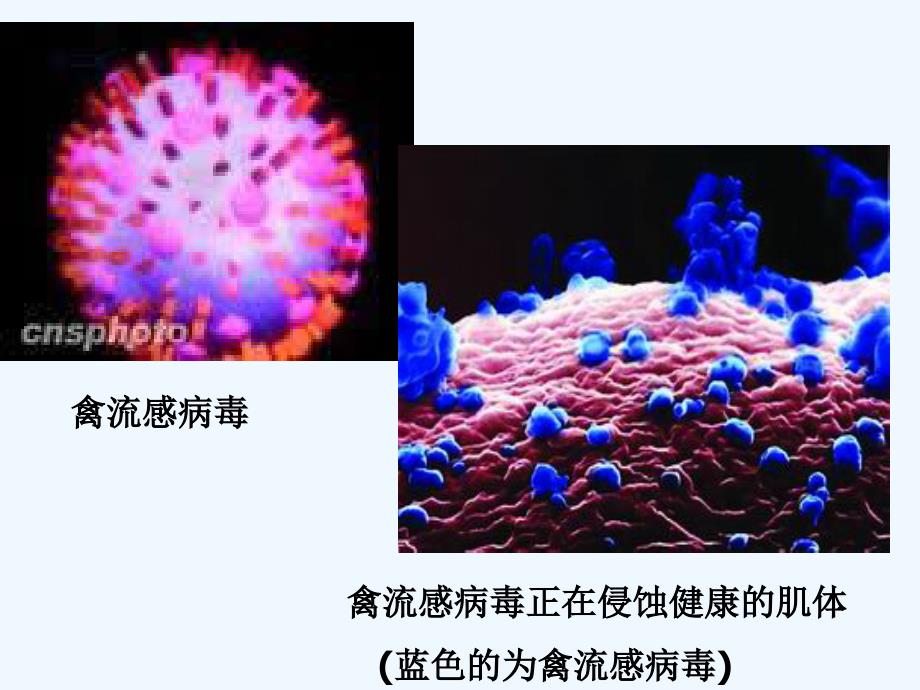 优课系列高中化学人教选修1 1.3生命的基础—蛋白质 课件（19张）_第3页