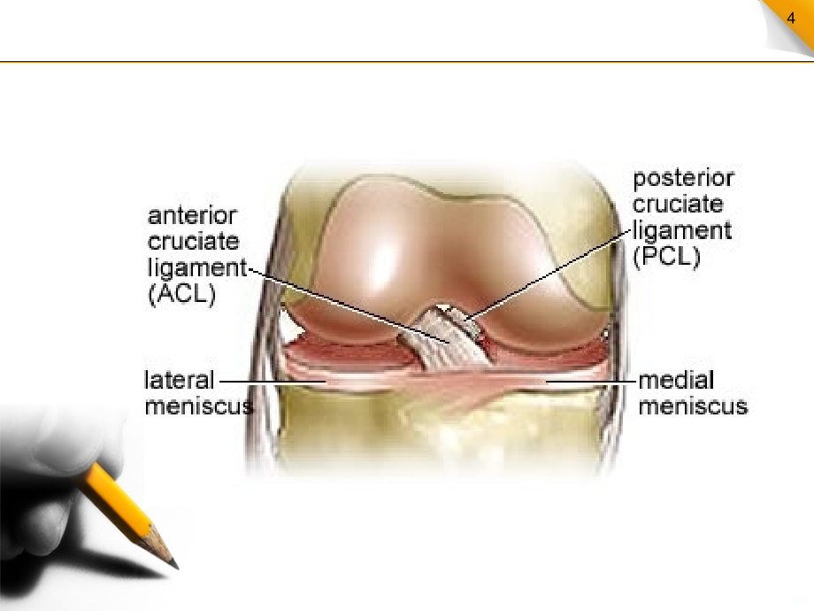 膝关节半月板及韧带的MRI诊断PPT课件.ppt_第4页