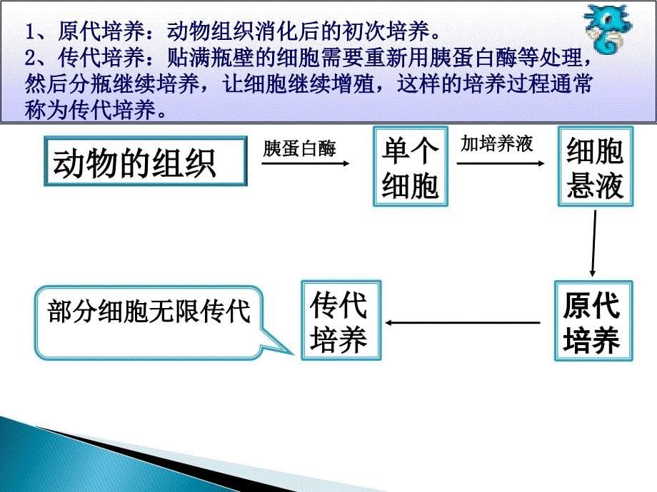 动物细胞培养第一课时_第5页