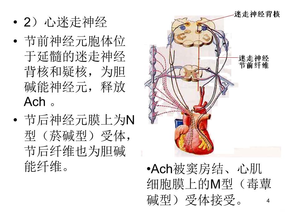 第三节心血管活动调节PPT课件.ppt_第4页