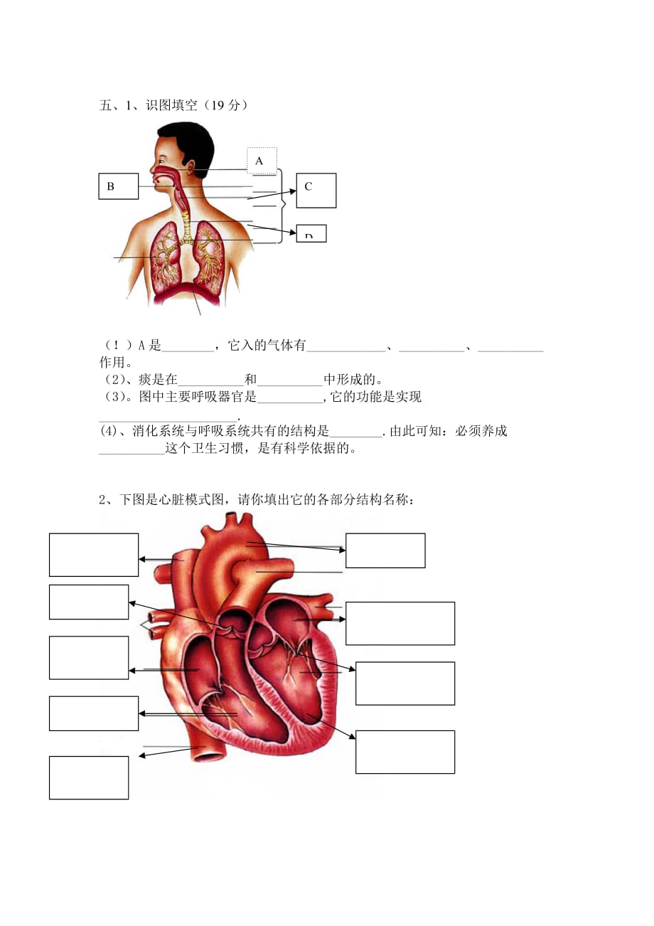 初一生物七年级下学期期中测试题4页.doc_第3页