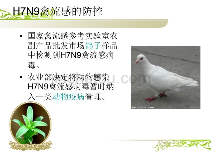 2007H7N9禽流感防治_第5页