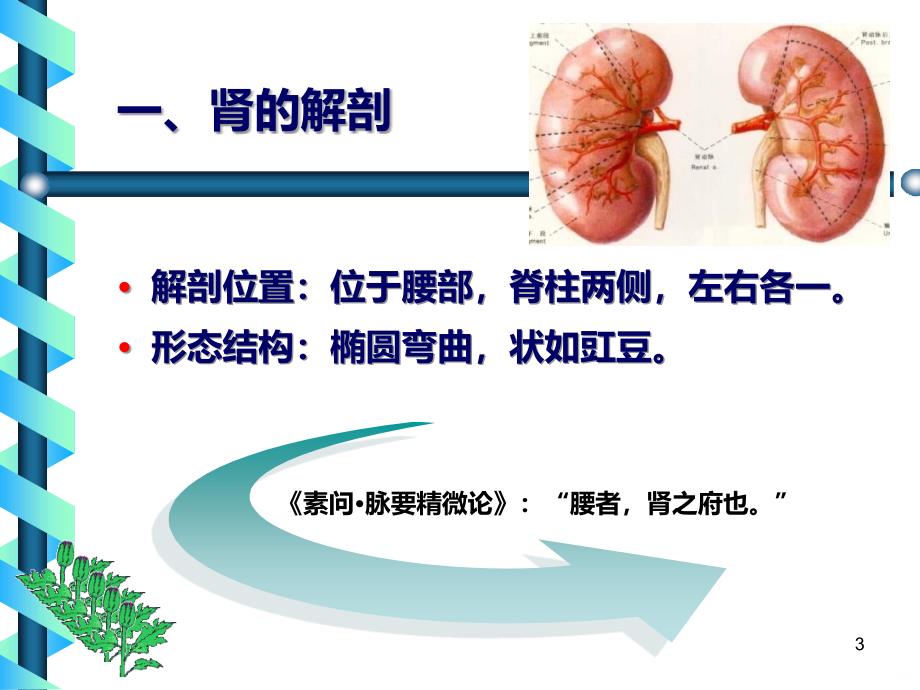 精选中基藏象肾资料PPT课件.ppt_第3页