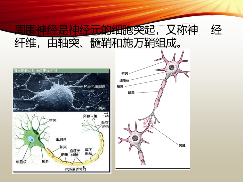 周围神经损伤的临床表现与康复措施PPT课件.ppt_第3页