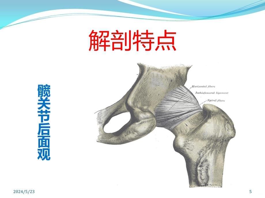第六节-髋关节脱位---文本资料PPT课件.ppt_第5页
