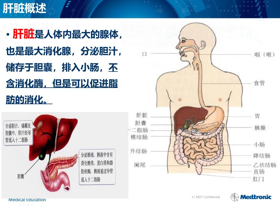 肝脏的基本解剖及分段(修改)PPT课件.ppt_第4页