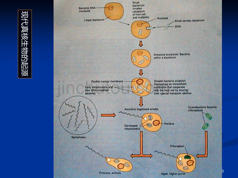 微生物学第三讲 真菌PPT课件.ppt_第3页