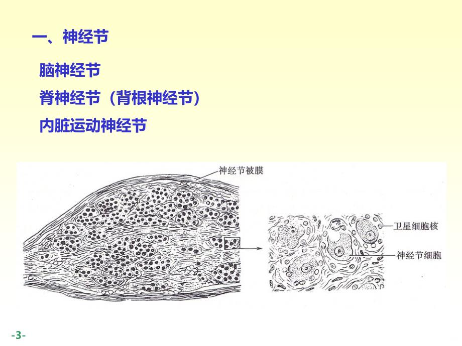 周围神经解剖详解PPT课件.ppt_第3页