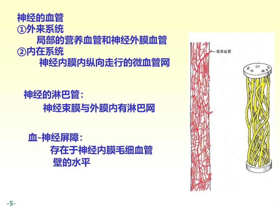 周围神经解剖详解PPT课件.ppt_第5页