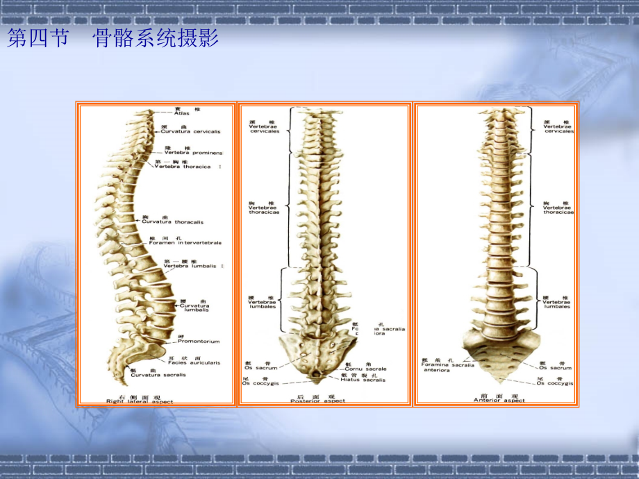 脊柱x线摄影技术 (2)_第3页