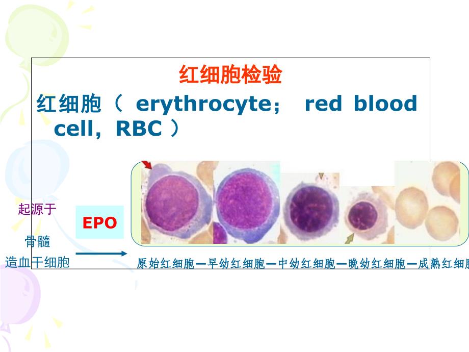 红细胞检验1-课件_第3页