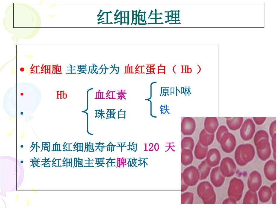 红细胞检验1-课件_第4页