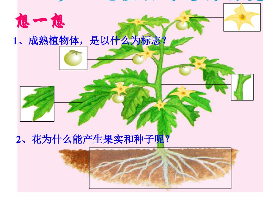 北师大版七年级生物上学期-第六章第三节生殖器官的生长_第3页