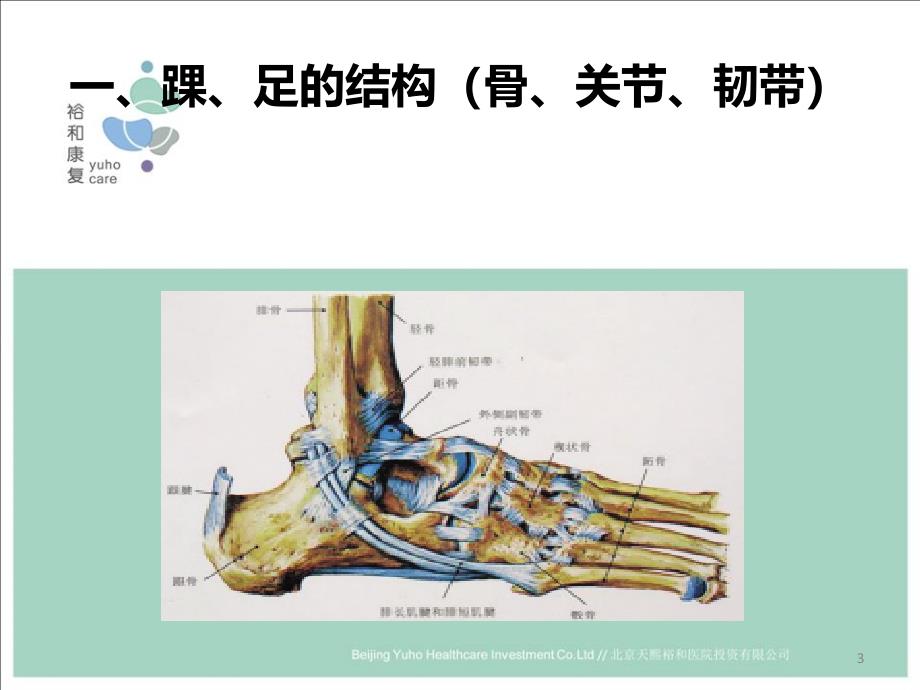 踝、足部解剖与功能PPT课件.ppt_第3页