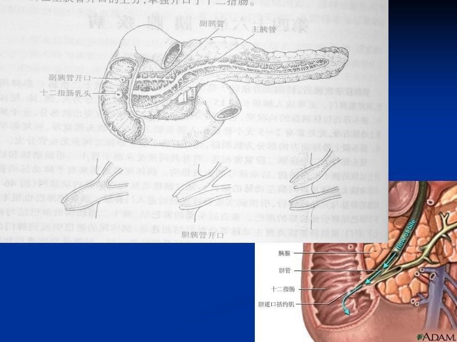 急性胰腺炎病变及其扩散途径的CT表现_第5页