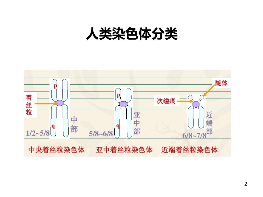 染色体基础PPT课件.ppt_第2页