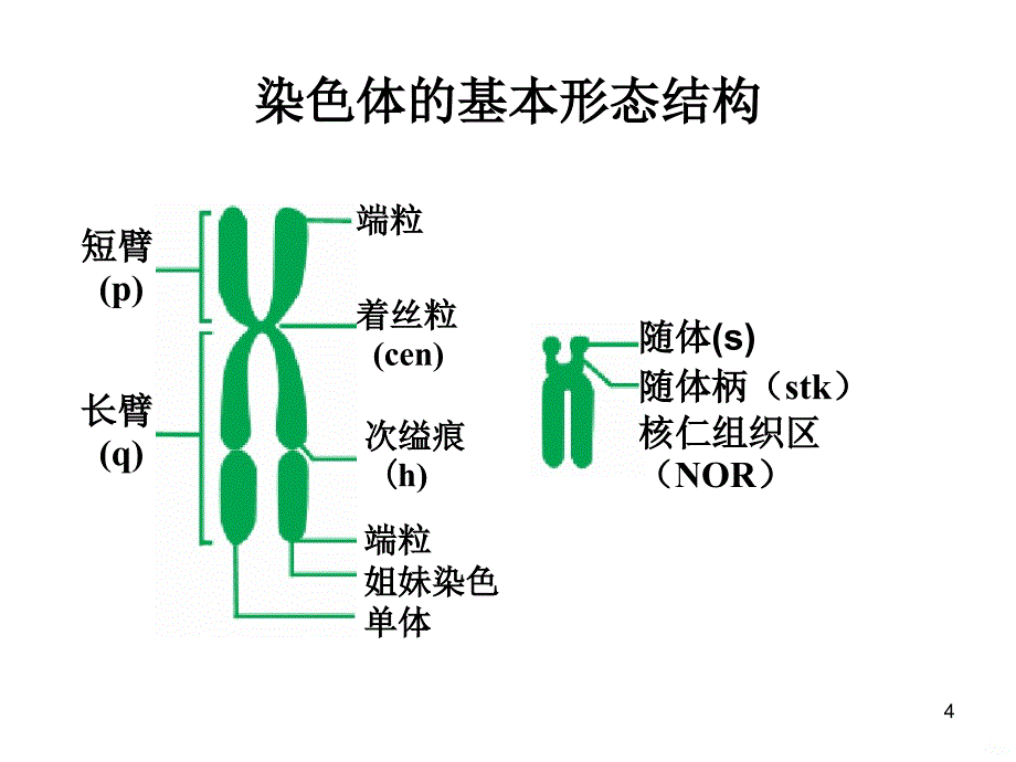 染色体基础PPT课件.ppt_第4页