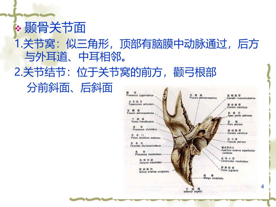 面部肌肉神经局解PPT课件.ppt_第4页