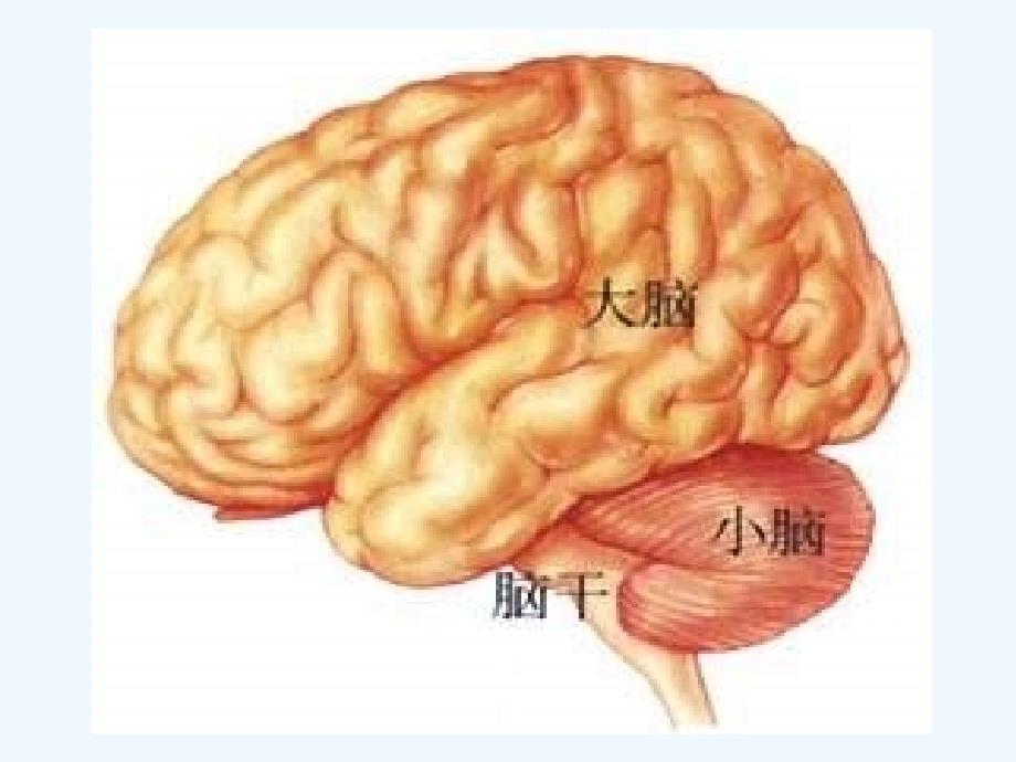 北师大版生物七下《神经系统与神经调节》ppt课件_第3页