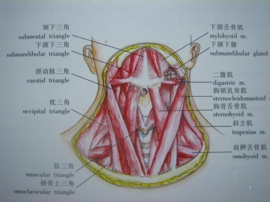 名师推荐头颈部肿瘤的诊断和治疗PPT课件.ppt_第5页