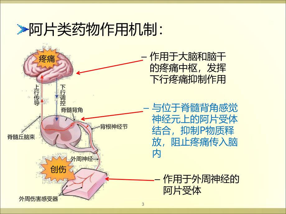 强阿片类药物的比较PPT课件.ppt_第3页