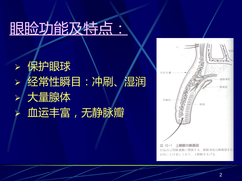 泪腺PPT课件.ppt_第2页