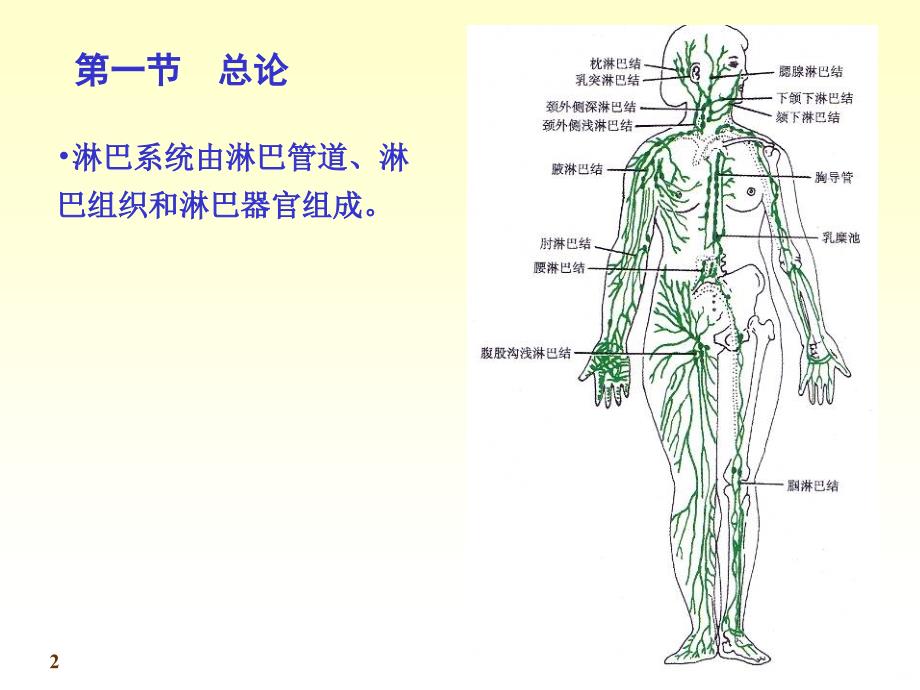 淋巴系统精品PPT课件.ppt_第2页