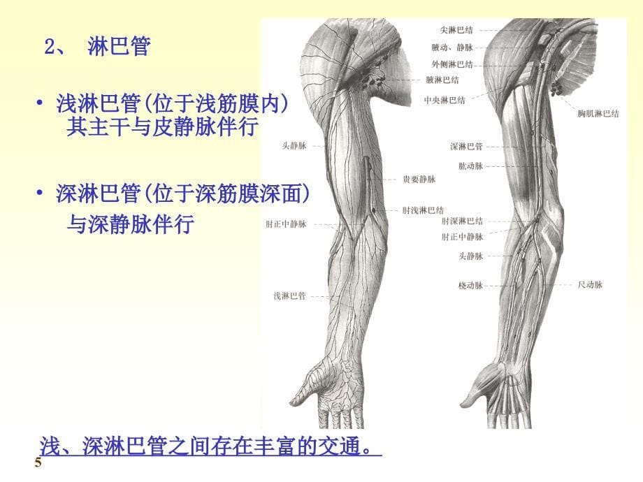 淋巴系统精品PPT课件.ppt_第5页