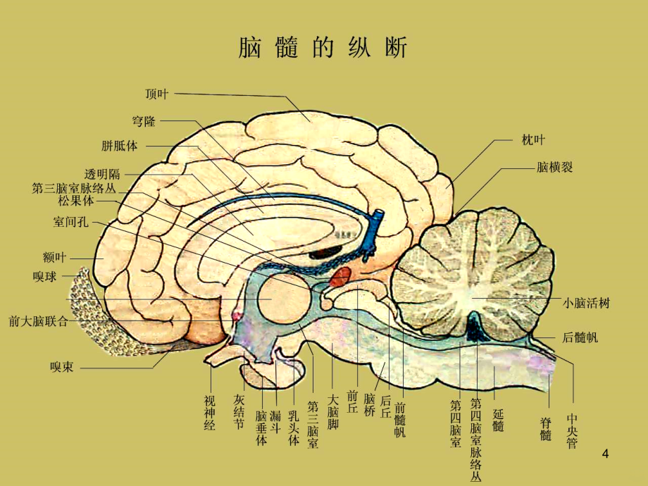 动物解剖学神经系详解PPT课件.ppt_第4页