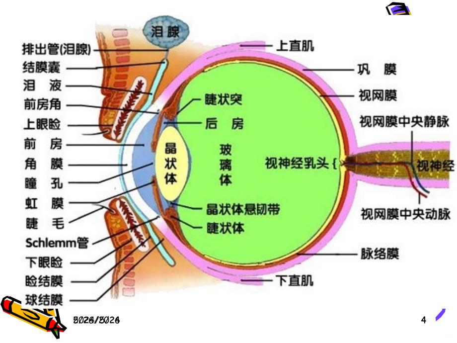 精选医学--眼科基础知识资料PPT课件.ppt_第4页