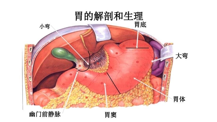 胃十二指肠疾病病人的_护理PPT课件.ppt_第5页