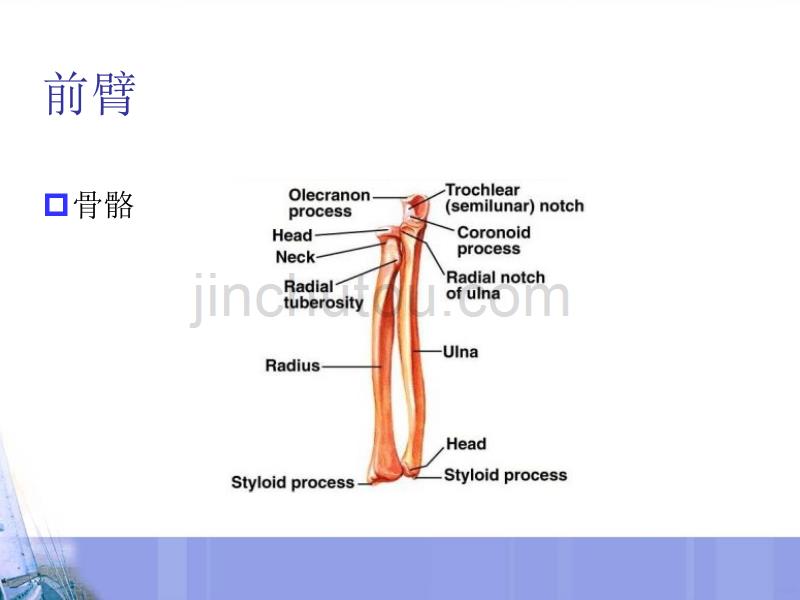 关节松动术：上肢技术(肩肘前臂)PPT课件.ppt_第2页