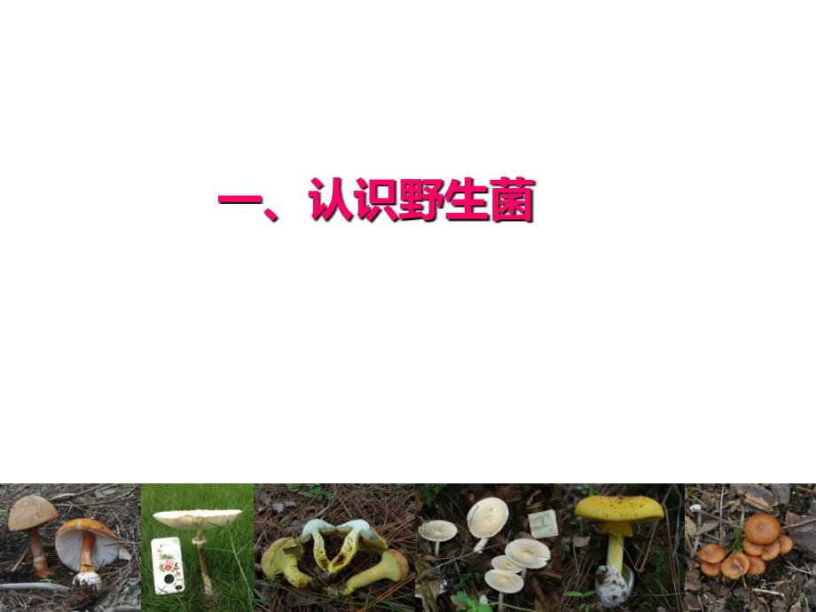 野生菌中毒PPT课件.ppt_第2页